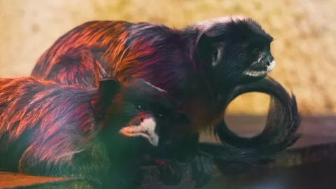 Close up of two Tamarin monkeys  Stock Footage 263604476