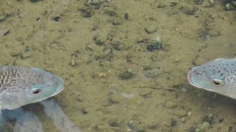 Close-up of two tilapia fighting for territory in a stream. Stock Footage 341819925