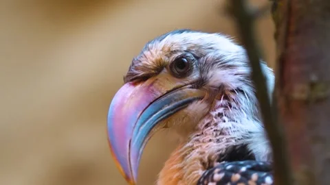 Close up of two Toko bird Stock Footage 263602638