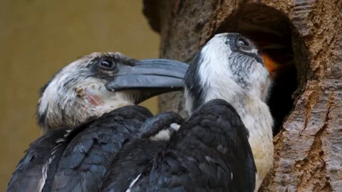 Close up of two Toko bird heads Stock Footage 249888328