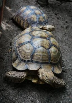 Close-up of Two Tortoise on Sandy Surface Stock Photos