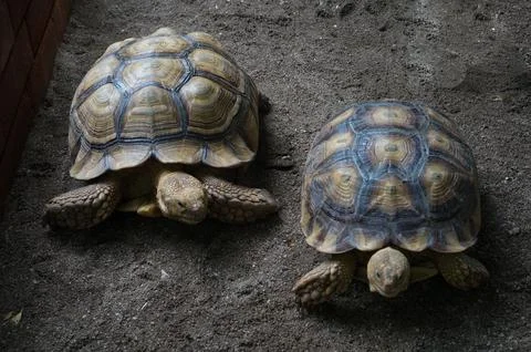 Close-up of Two Tortoise on Sandy Surface Foto stock