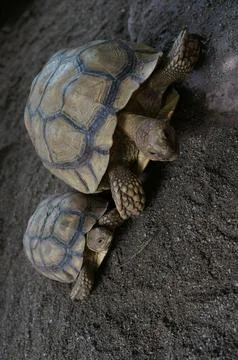 Close-up of Two Tortoise on Sandy Surface Stock Photos