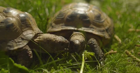 Close up of two Tortoises having a chat (H264) Video stock 240662311