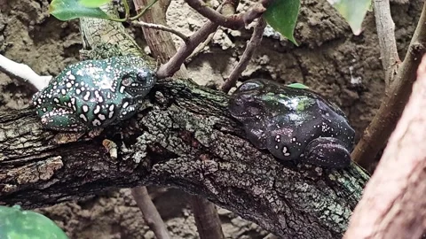 Close up of a two tree frogs resting Stock Footage 296555600