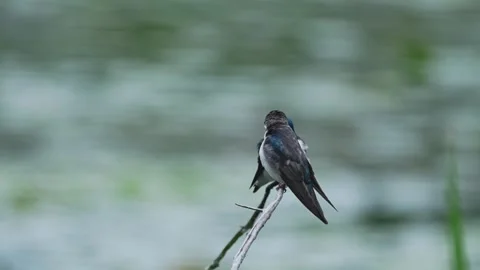 Close-Up of Two Tree Swallows Interacting on a Branch in Slow Motion Stock Footage 340234612