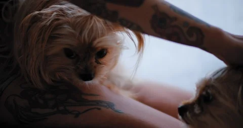 Close up of two twin yorkshire terrier puppies being pet Stock Footage 123328599