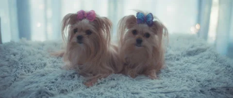 Close up of two twin yorkshire terrier puppies lying on the fluffy blanket in Stock Footage 144905135