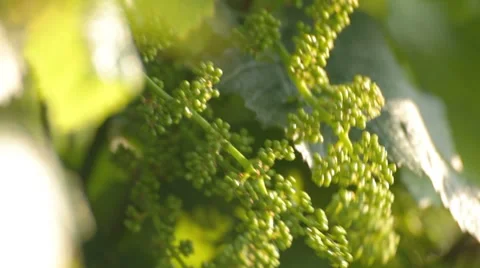 Close-up of two unripe grape peduncles in green foliage 스톡 동영상 8562443