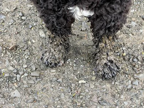 Close up of two very muddy front paws of a black spoodle puppy dog standing on a Foto stock
