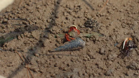 Close-up of two vibrant hermit crabs exploring sandy beach, showcasing Видео 285871196