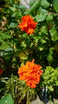 Close-up of two vibrant orange geranium flowers against lush green foliage. Stock Photos