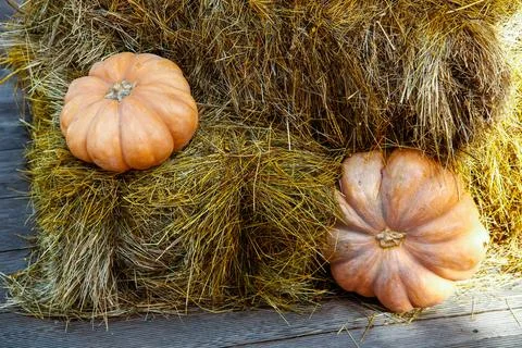 Close-up of two vibrant orange pumpkins. Rustic still life of pumpkins Stock Photos