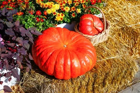 Close-up of two vibrant orange pumpkins. Rustic still life of pumpkins Stock Photos