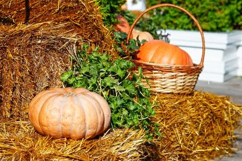 Close-up of two vibrant orange pumpkins. Rustic still life of pumpkins Stock Photos