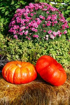 Close-up of two vibrant orange pumpkins. Rustic still life of pumpkins and .. Stock Photos