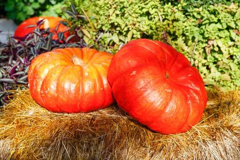 Close-up of two vibrant orange pumpkins. Rustic still life of pumpkins Stock Photos