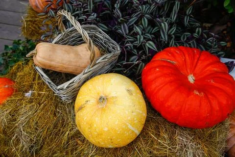 Close-up of two vibrant orange pumpkins. Rustic still life of pumpkins Stock Photos