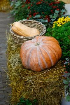 Close-up of two vibrant orange pumpkins surrounded by purple flowers Stock Photos