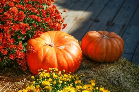 Close-up of two vibrant orange pumpkins. Rustic still life of pumpkins Stock Photos