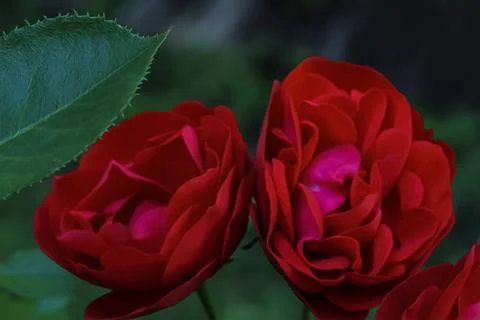 Close-up of two vibrant red roses with a green leaf in soft focus Foto stock