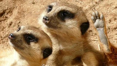 Close-up of two of vigilant meerkat. Stock Footage 77716771