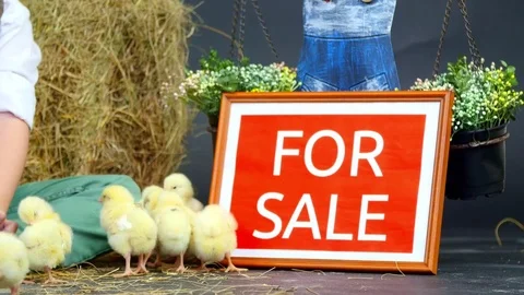 Close-up. Two village, stylishly dressed boys play with ducklings and chickens Stock Footage 76520002