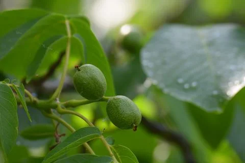 Close-up of two walnuts on a branch in early summer. Foto stock