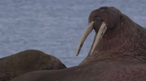 Close on Two Walruses with Tusks Video stock 52915182