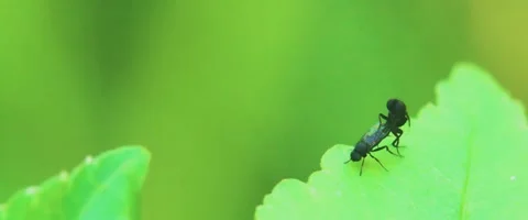 Close up of two Web spinning sawflies (Pamphiliidae) while mating or having inte Stock Footage 251720698