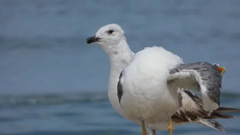 Close-Up of Two Wet Silver Gulls on Shoreline with Waves Stock Footage 321924930
