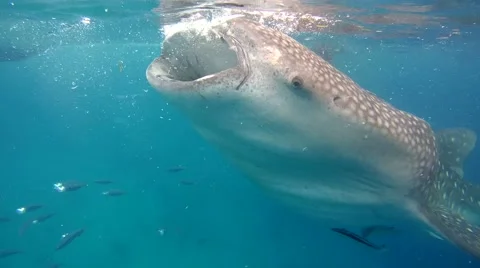 Close up, Two Whale shark feeding krill under water surface near boat Video stock 62058480