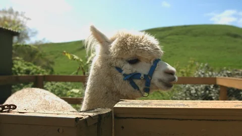 Close up of two white alpacas behind fence on farm in New Zealand Vídeos de archivo 90155908
