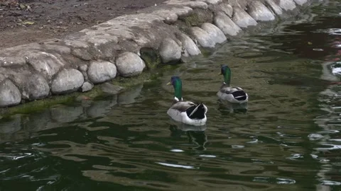Close-up of two white and brown ducks with yellow beaks and green heads swimming Stock Footage 158255210
