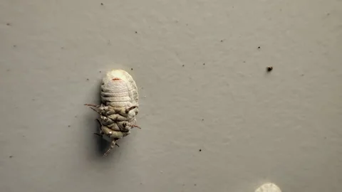 Close-up of two white bugs on white plain surface - one is upside down Vídeos de archivo 197362721
