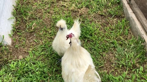 A close-up of two white chickens in a grassy area Stock Footage 297485799