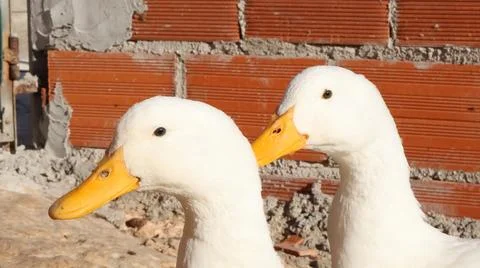 Close-up of two white ducks with yellow beaks in front of a brick wall Stock Photos
