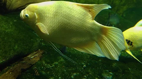 Close up of two white Elephant Ear Gourami fish  Stock Footage 296553356