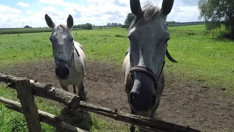 Close up of two white horses on the pasture on a beautiful summer day Stock Footage