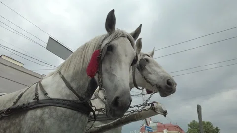 Close-up two white horses stand in harness for tourists riding in the city. Expl 스톡 동영상 146279199
