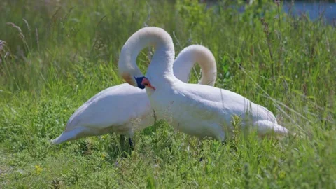 Close Up Of Two White Mute Swans Cleaning Their Feathers On Side Of River Stock Footage 137983474