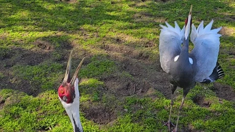 Close up two White Naped Crane birds Stock Footage 272682167