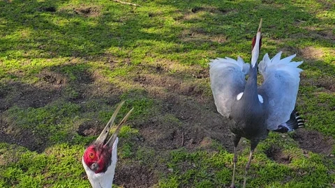 Close up of two white-naped cranes Stock Footage 275506539