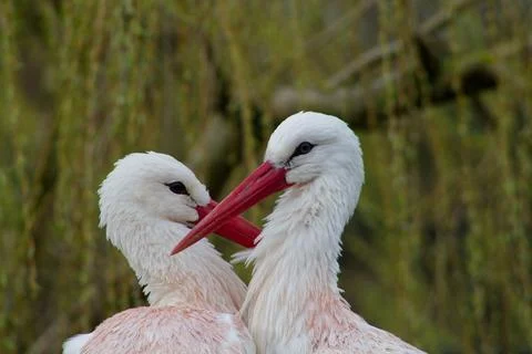 Close-up of Two White Storks in Nature Stock Photos