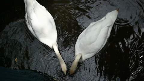 Close up of two white swan couple swimming together peacefully on a pond.  Stock Footage 160199097
