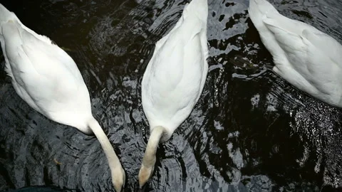 Close up of two white swan couple swimming together peacefully on a pond.	 Stock Footage 160674873