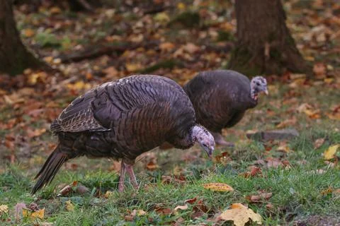 Close up of two Wild Turkeys looking for food on the ground in autumn Stock Photos