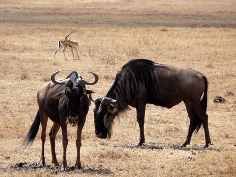 Close up of two wildebeest on parched savanna, Serengeti, Tanzania Stock Photos