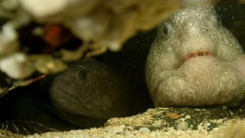 Close up two Wolf eels in coral burrow Stock Footage 111254849