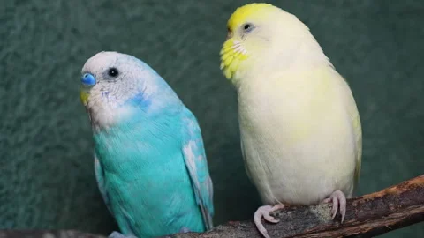Close-up of two yellow and blue pet parakeets on a wooden branch. Stock Footage 329585462
